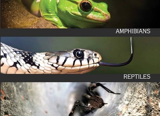 Handbook of Nature Study - Fish, Reptiles, Amphibians, Invertebrates